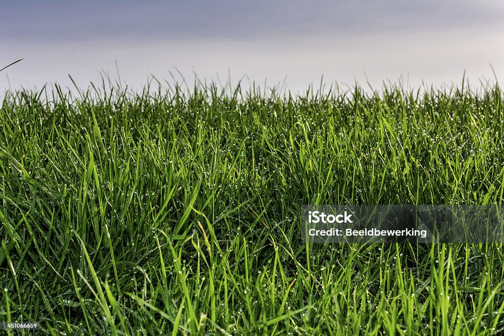 L'herbe mouillée - Photo de Brin d'herbe libre de droits