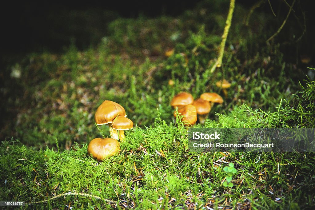 Pilze - Lizenzfrei Baumbestand Stock-Foto