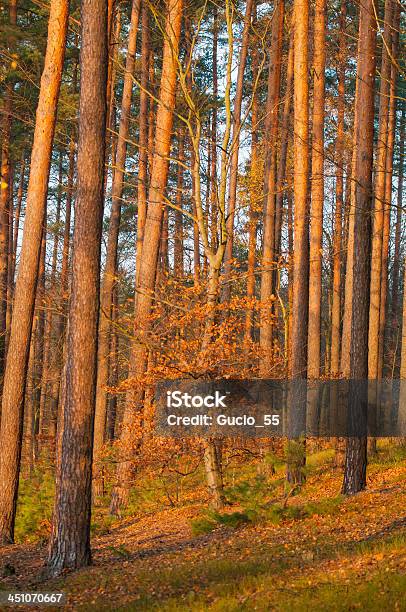 Herbstwald Stockfoto und mehr Bilder von Ast - Pflanzenbestandteil - Ast - Pflanzenbestandteil, Baum, Bedecktsamer