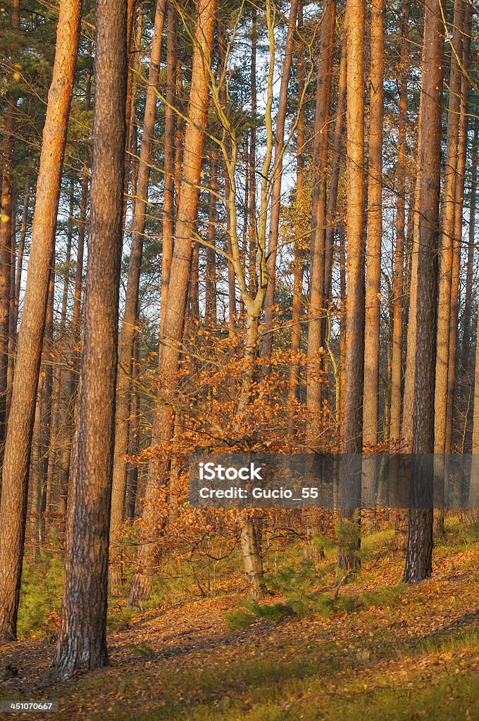 베스키드 (Beskid) 산의 가을 숲 - 로열티 프리 0명 스톡 사진