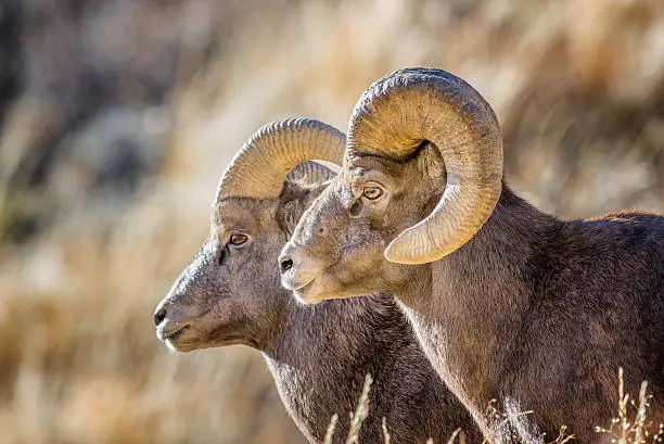 Closeup of two Big Horn Sheep Rams standing side-by-side in the Colorado Rocky Mountains.