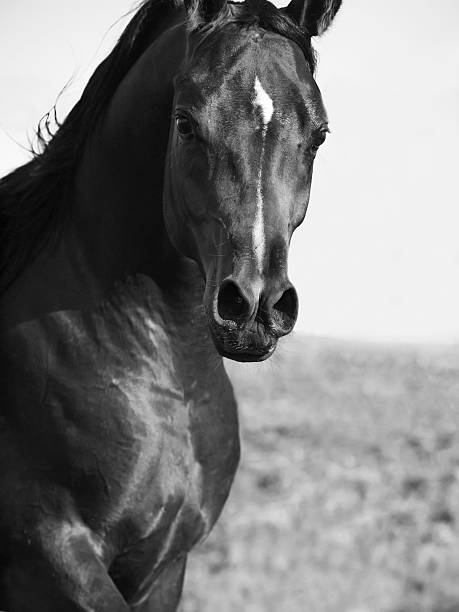 istock motion portrait of  beautiful  arab. close up 451071763