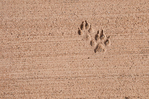 Cane Pawprints sul marciapiede - foto stock