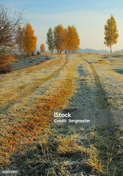 Road Stock Photo - Download Image Now - Autumn, Birch Tree, Dawn