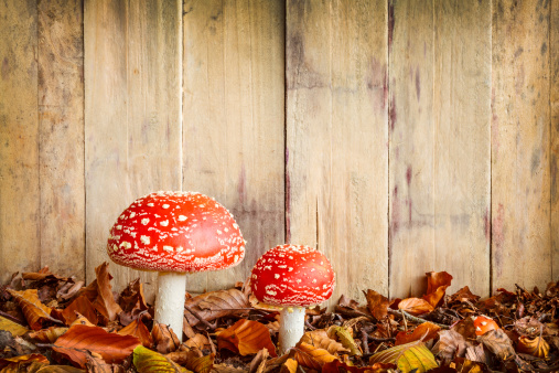 Two fly agaric mushrooms against an old wooden background with room for copy space