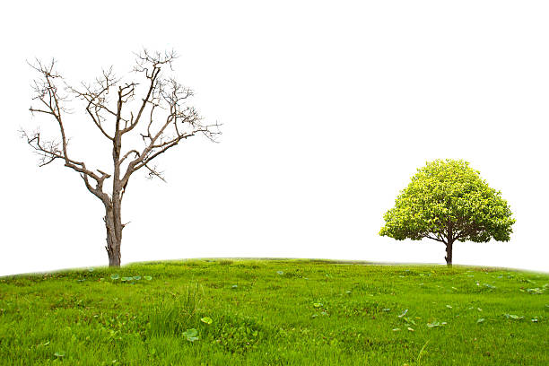 istock Isolation of a dead tree, green standing on grass 451076105