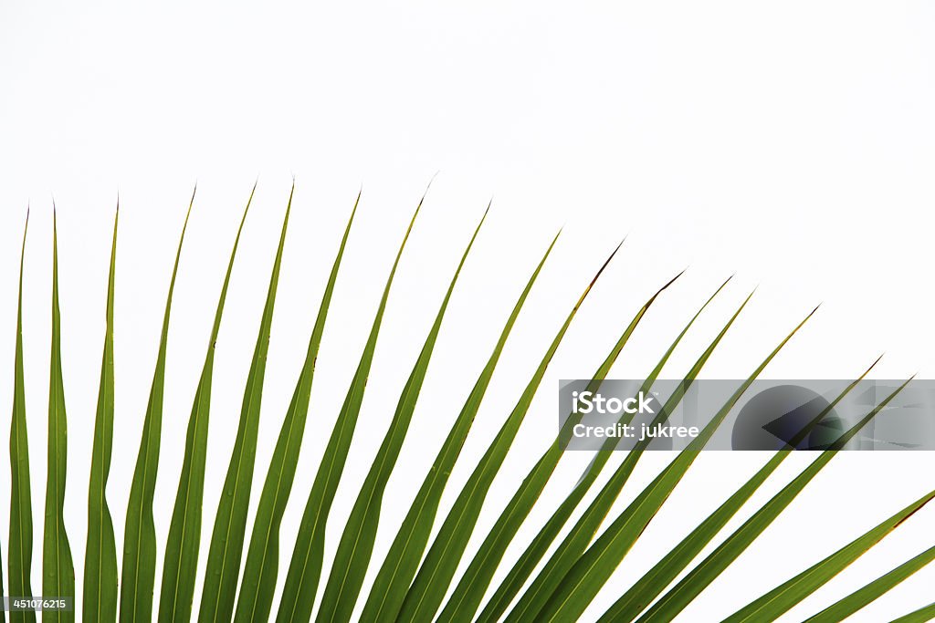 Abstrato verde folhas de fundo - Royalty-free Caule de planta Foto de stock