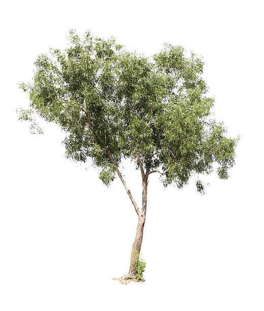 istock Tree in the forests of Thailand 451077095