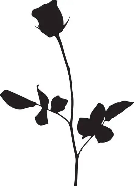Vector illustration of Rose Silhouette