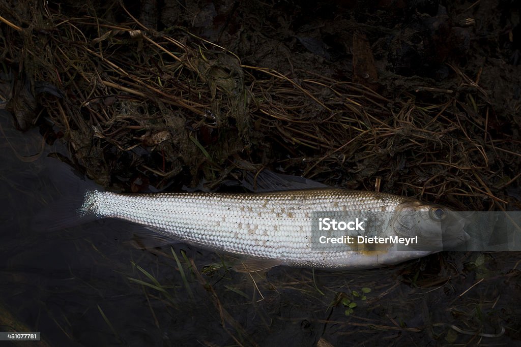 Peces muertos en río contaminadas - Foto de stock de Accidentes y desastres libre de derechos