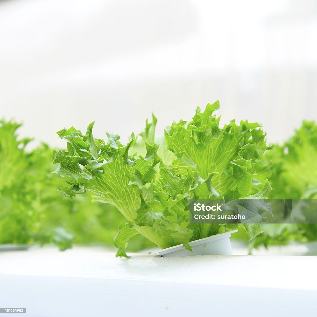 Idroponica verdura - Foto stock royalty-free di Agricoltura