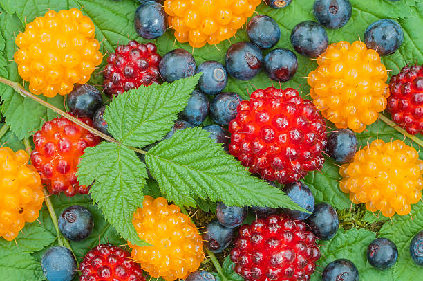 Wild Alaskan berries Closeup of assortment of wild blueberries and salmon berries on leaves southeastern alaska stock pictures, royalty-free photos & images