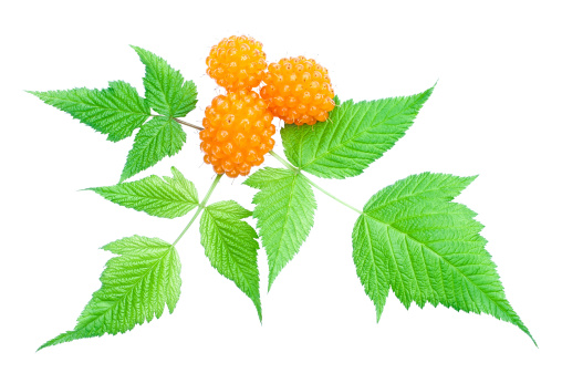 Closeup of fresh Rubus spectabilis orange salmonberry and green leaves isolated on white