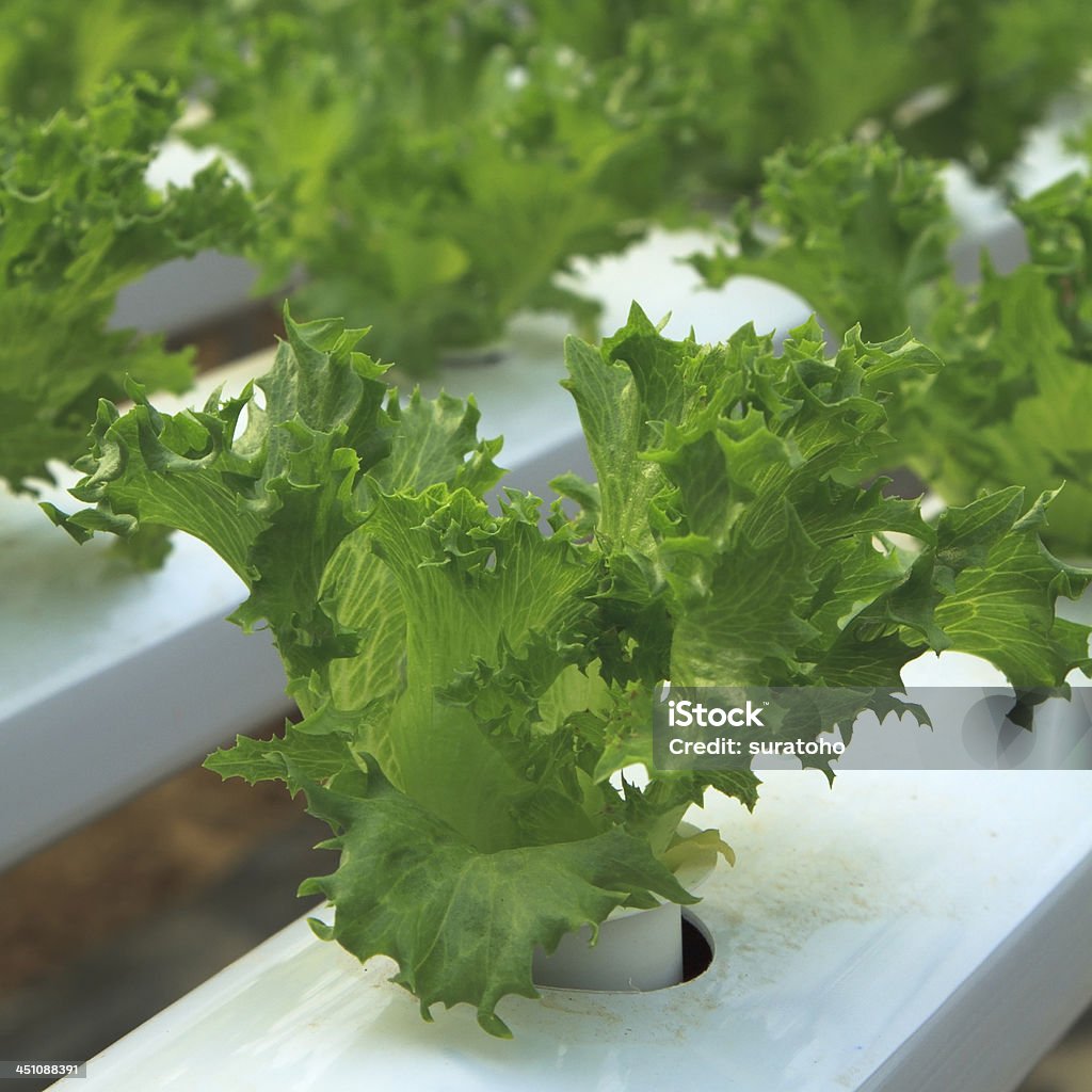 Idroponica verdura - Foto stock royalty-free di Agricoltura