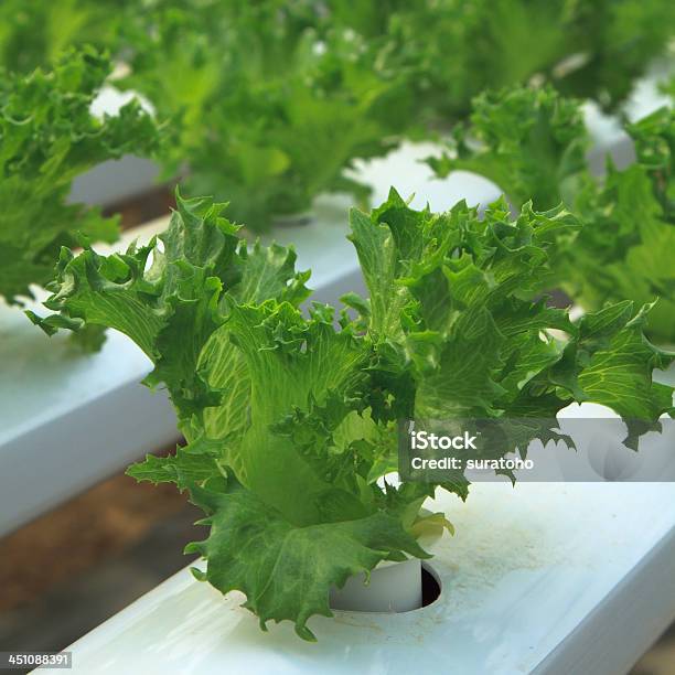 Hidropónica Legumes - Fotografias de stock e mais imagens de Agricultura - Agricultura, Alface, Ao Ar Livre