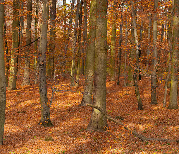 foresta autunnale - leaf autumn leafes tree foto e immagini stock