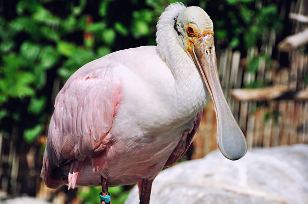 istock Funny Bird in Valencia park 451093855
