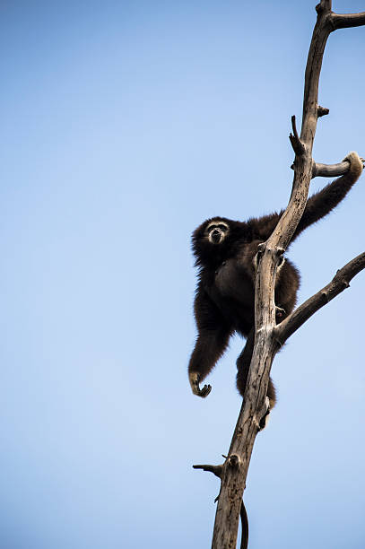 lar gibbon hanging on a tree - canlı renk lar stok fotoğraflar ve resimler
