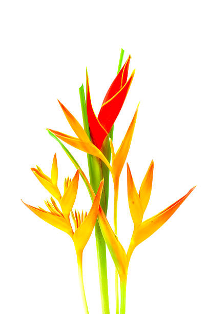 istock Beautiful Heliconia flower blooming on isolate white background. 451094701