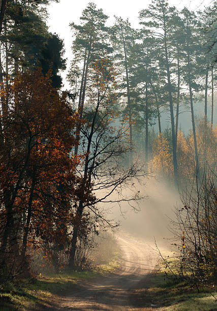 floresta de outono e estrada - unevenly imagens e fotografias de stock