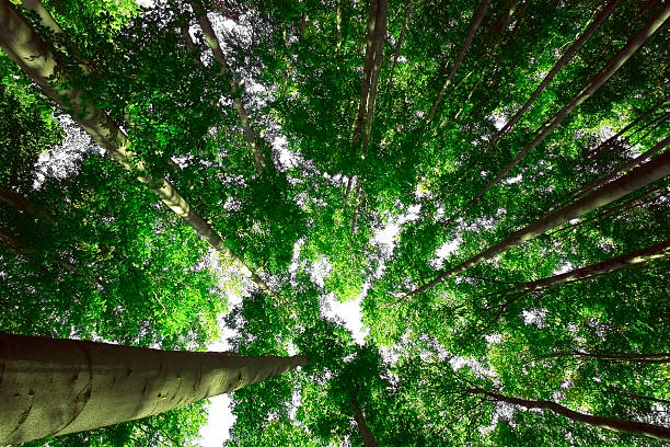 istock Sunshine in the green forest 451095697