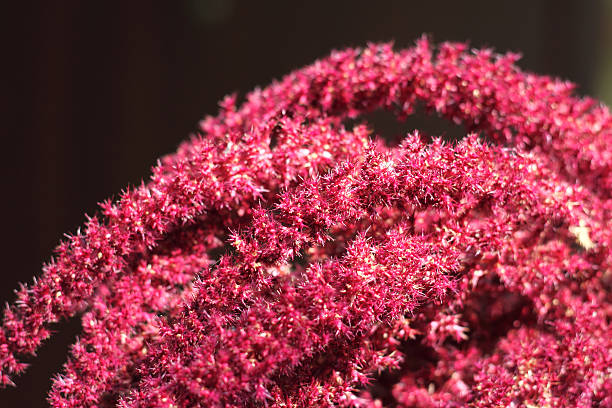 inflorescence rouge amarante - amaranthus cruentus photos et images de collection