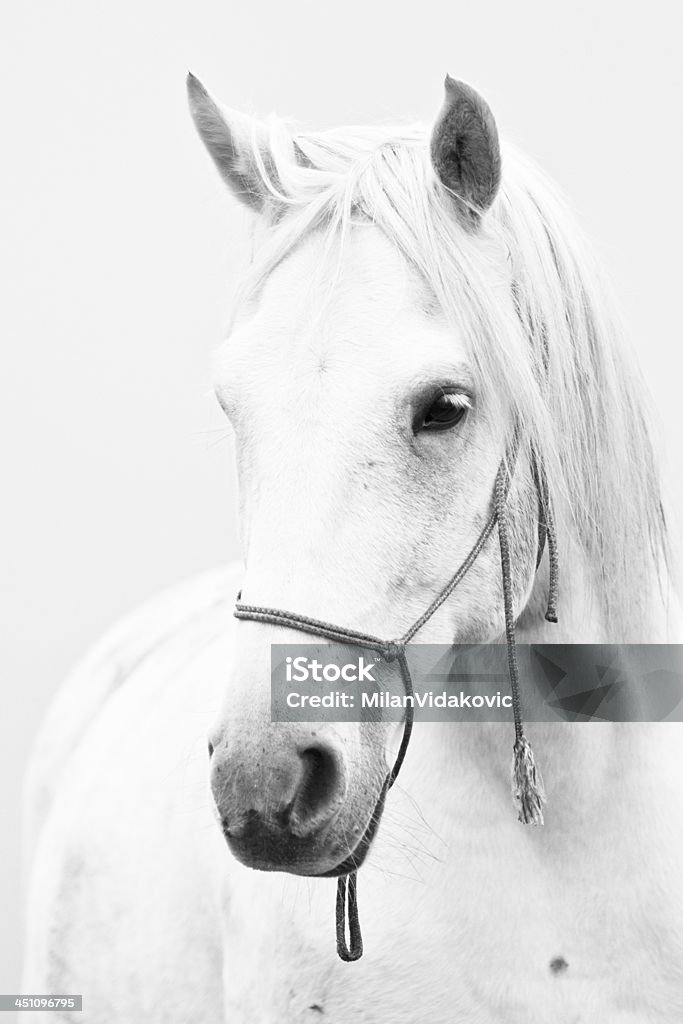 White horse Photo of white gore on white background White Horse Stock Photo