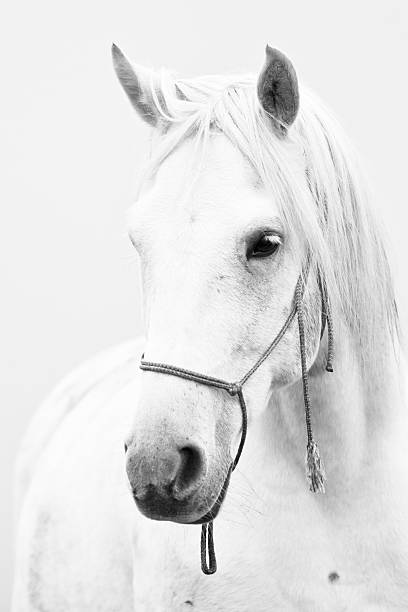 White horse Photo of white gore on white background white horse stock pictures, royalty-free photos & images