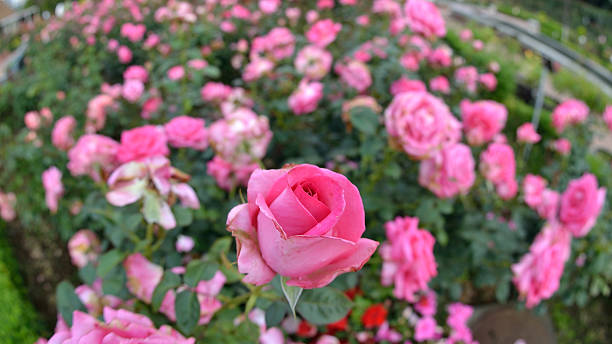 Rose by fisheye lens Rose Flowers stock photo