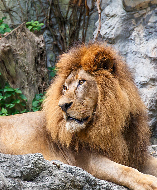 istock Powerful Lion,Kings of the jungle 451097451