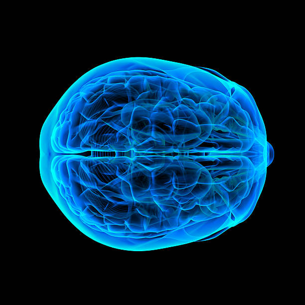 Cérebro humano X ray-Vista lateral - foto de acervo