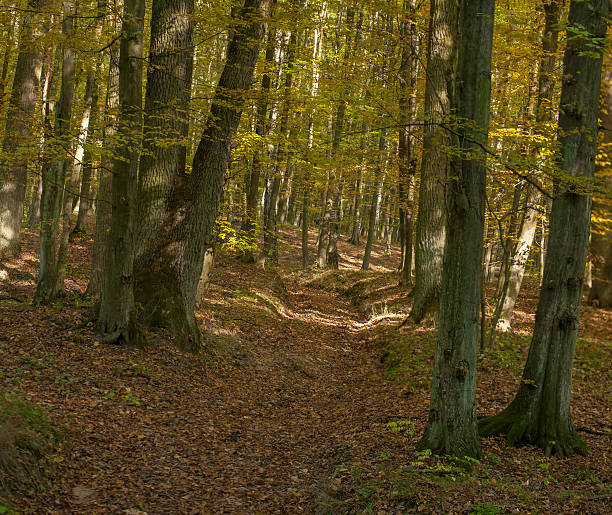 foresta autunnale - leaf autumn leafes tree foto e immagini stock