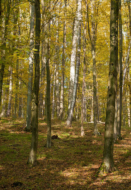 jesienny las - leaf autumn leafes tree zdjęcia i obrazy z banku zdjęć