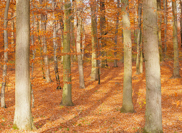 foresta d'autunno - leaf autumn leafes tree foto e immagini stock