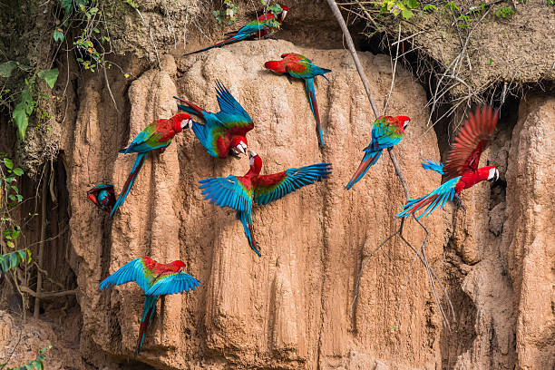 macaws clay lick peruvian amazon jungle Madre de Dios macaws in clay lick in the peruvian amazon jungle at Madre de Dios peruvian amazon stock pictures, royalty-free photos & images