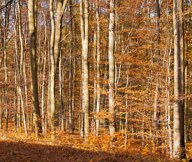 floresta de outono - unevenly imagens e fotografias de stock