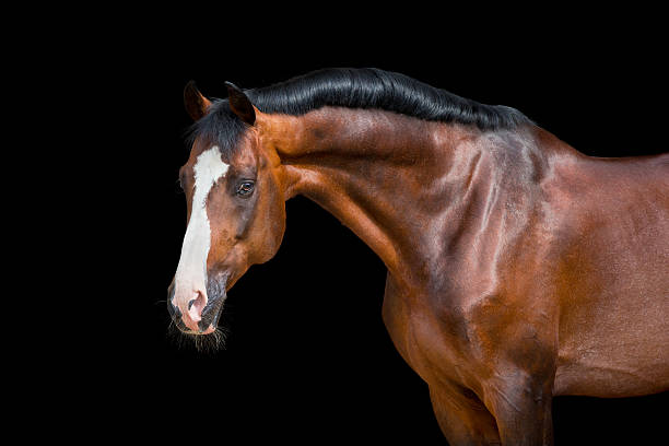 istock Brown horse head isolated on black, Holstein stallion. 451106997