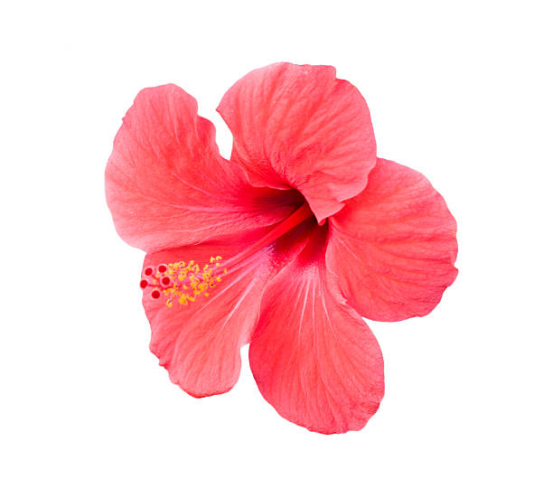 istock Pink hibiscus tropical flower over white 451109069