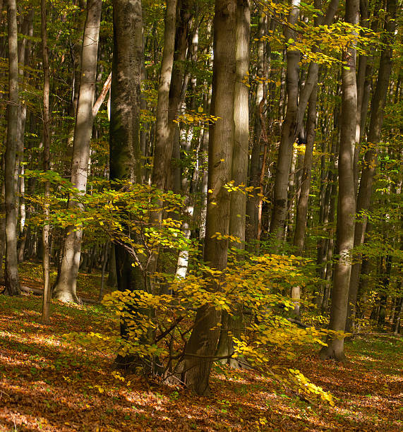 jesienny las - leaf autumn leafes tree zdjęcia i obrazy z banku zdjęć