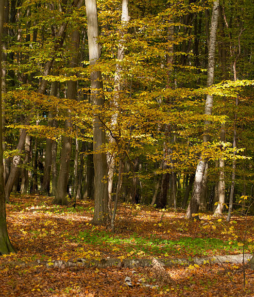 floresta de outono - unevenly imagens e fotografias de stock
