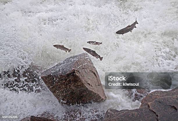 Salto Del Río Salmón Foto de stock y más banco de imágenes de Noruega - Noruega, Pez, Salmón - Animal