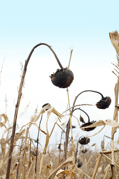istock Field of drying sunflowers 451142625