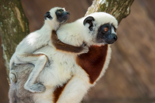 Mother and baby Coquerel's Sifaka Lemur (Propithecus coquereli) sitting in the trees, shot in wildlife. This is a medium-sized Lemur of the Sifaka genus and as all lemurs it is endemic to Madagascar. 
