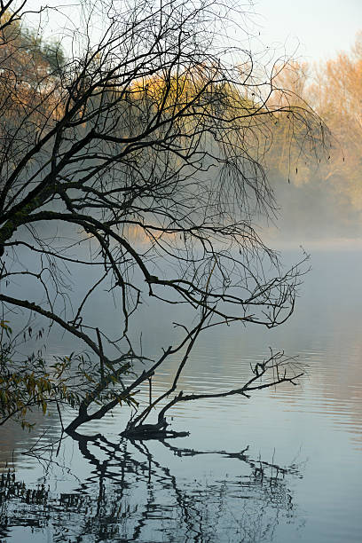 istock Early morning fog at a lake 451148749