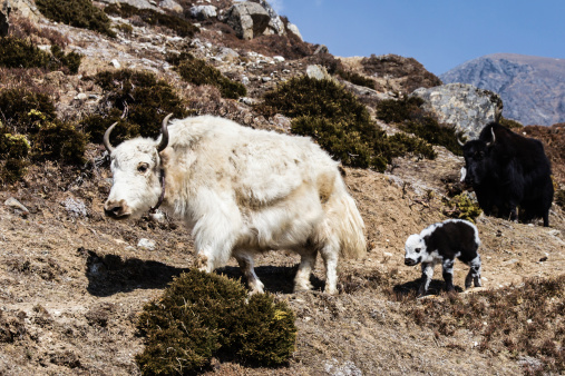 Sapi Nepal Yak Putih Dan Anak Sapi Di Wilayah Khumbu Nepal Foto Stok - Unduh ...