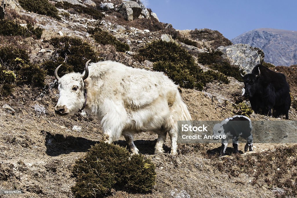 Белый ЯК и Детеныш в Khumbu Область Непала - Стоковые фото Телёнок роялти-фри