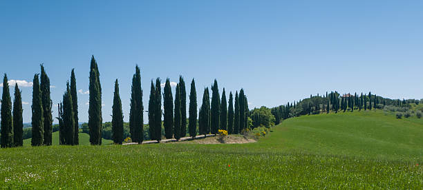 istock Lane lined with cypress trees in Tuscany 451153061