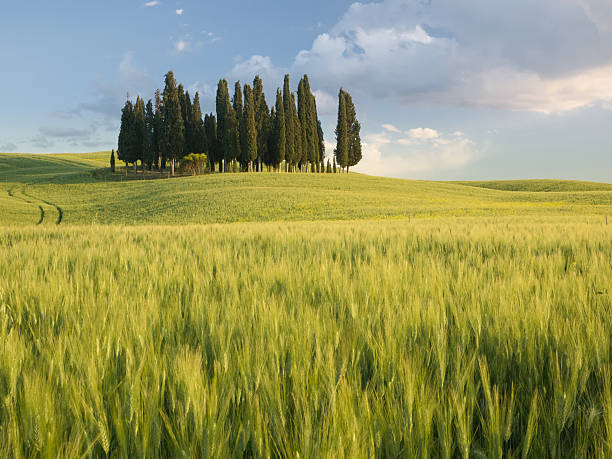 istock Group of cypress trees at dusk In Tuscan landscape 451153113