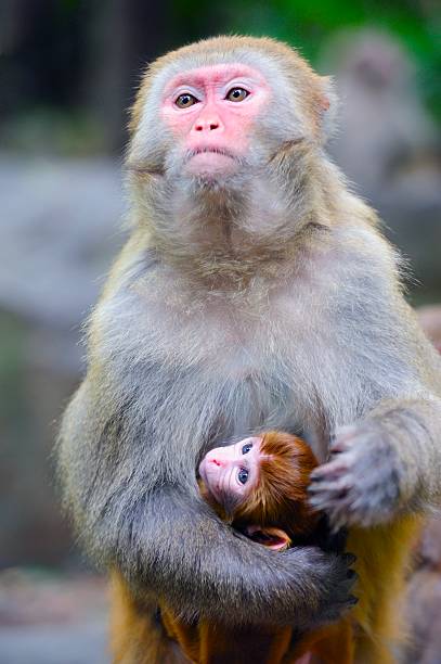 istock Females monkey and its baby 01 451166131