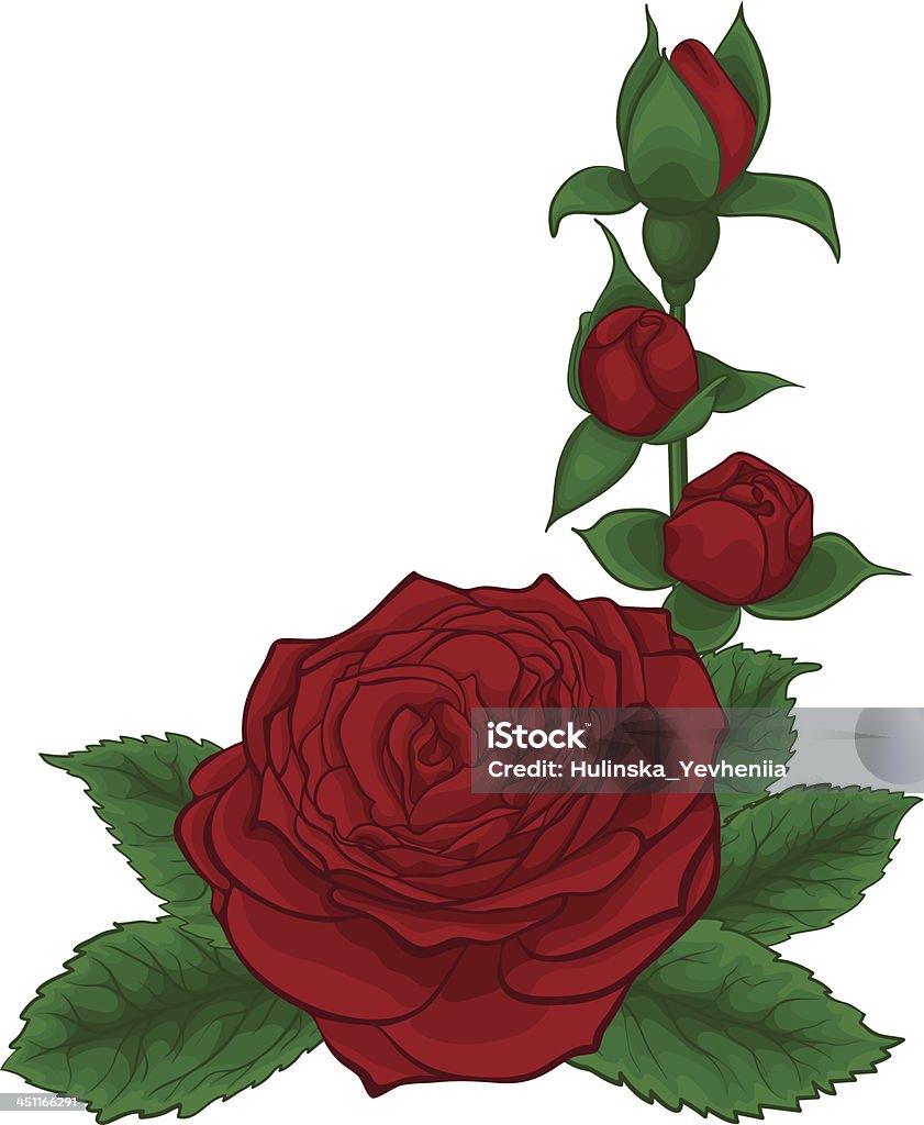 Bukiet czerwonych róż, dekoracyjne kwiatowy element projektu - Grafika wektorowa royalty-free (Białe tło)
